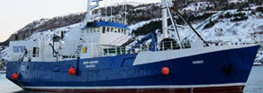 Sikavut